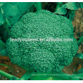 ABR011 Lvjian 60 days hybrid vegetable seeds of broccoli seeds